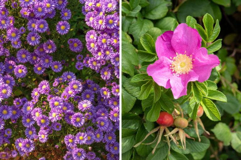 Ottobre in fiore: le 5 piante più belle per dare colore ai tuoi spazi Piante che fioriscono ad ottobre