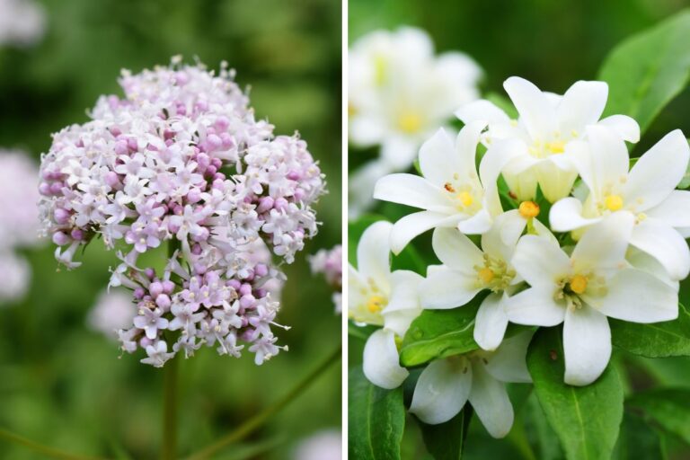 5 piante perfette per un effetto antistress naturale e rilassante Piante che alleviano lo stress