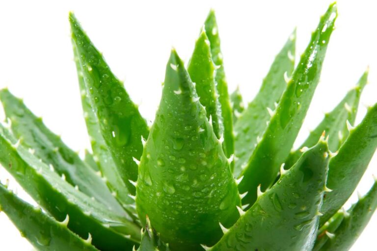 Aloe in inverno: come curarla e farla prosperare durante i mesi freddi Come curare l'aloe vera in inverno