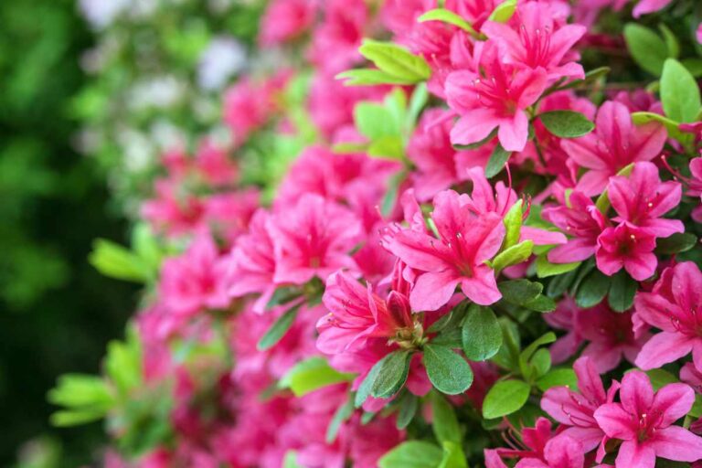 Come curare l'azalea durante l'inverno: errori da evitare Come curare l'azalea in inverno evitando errori