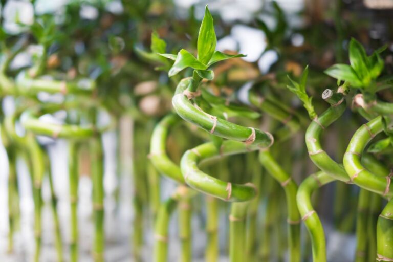 Bambù della fortuna: come innaffiarlo correttamente, che sia in acqua o in terra Come innaffiare il Bambù della fortuna