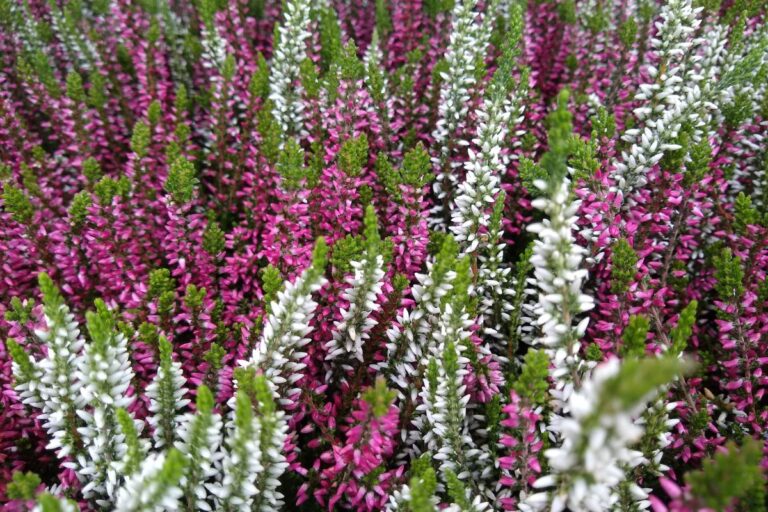 Calluna: il segreto per decidere se tenerla in casa o all’esterno Calluna dove posizionarla