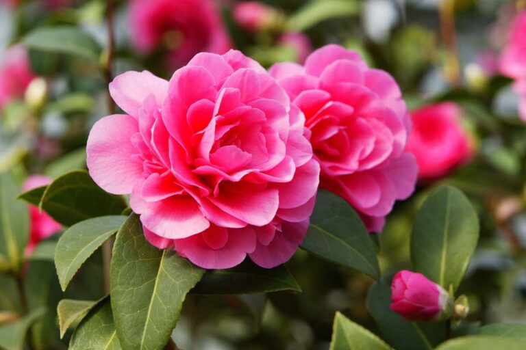 Come raccogliere e piantare i semi di camelia per farla crescere in giardino Ecco come si raccolgono e piantano i semi di camelia