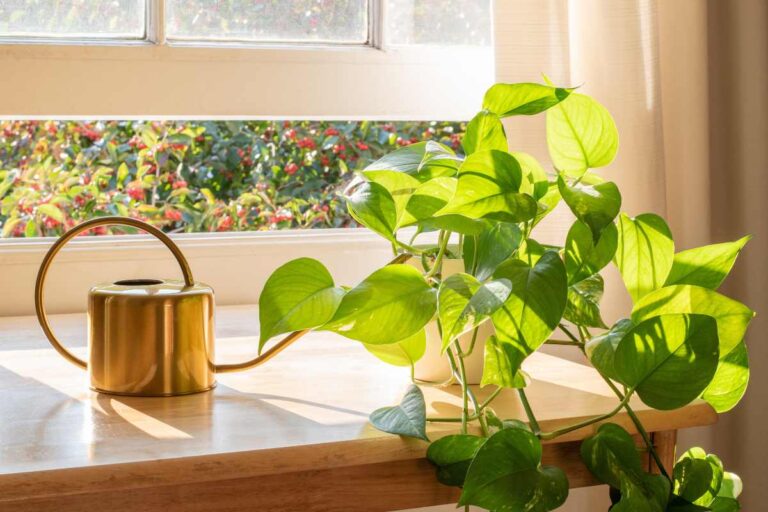 Come curare il tuo Pothos: metodi efficaci per stimolare una crescita esplosiva Come curare il tuo Pothos: metodi efficaci per stimolare una crescita esplosiva