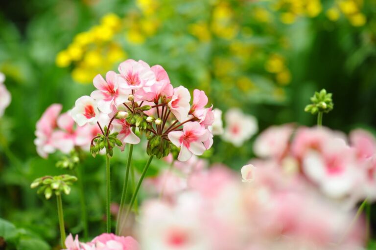 Come far sopravvivere i gerani al freddo: soluzioni facili ed efficaci Come far sopravvivere i gerani al freddo: soluzioni facili ed efficaci