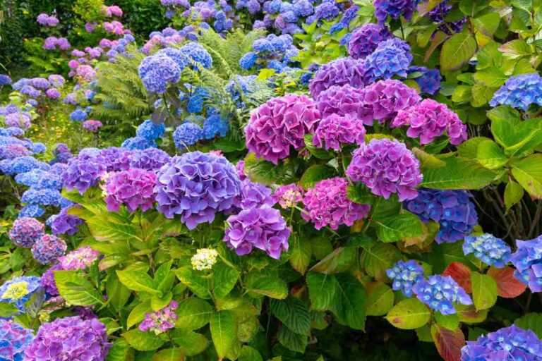 Come preparare le ortensie per l'inverno: i 4 lavori autunnali indispensabili Come preparare le ortensie per l'inverno: i 4 lavori autunnali indispensabili