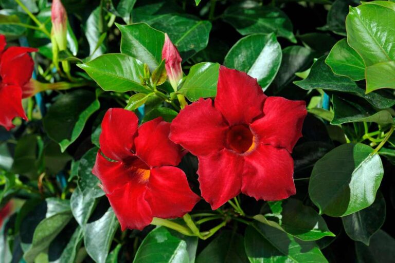 Dipladenia: consigli per propagare e mantenere questa magnifica pianta tropicale Dipladenia: consigli per propagare e mantenere questa magnifica pianta tropicale