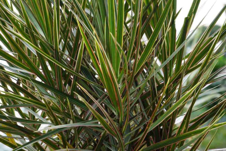 Dracaena o tronchetto della felicità: ecco come curare la pianta che porta fortuna Come curare la Dracaena o "tronchetto della felicità"