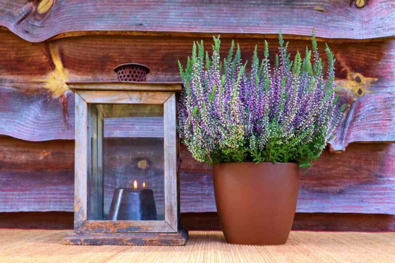 Fioriture invernali in casa: quali piante da appartamento scegliere per la stagione fredda Le piante da interno per la stagione fredda