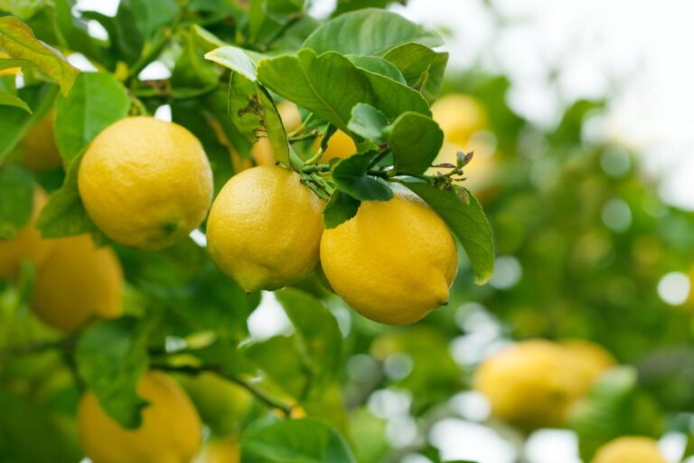 Limone in autunno: come prendersene cura e proteggerlo dal freddo Proteggi la pianta di Limone in autunno