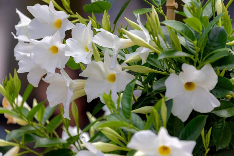 Mandevilla, la rampicante perfetta per chi sogna fiori spettacolari Mandevilla, la pianta rampicante dai fiori appariscenti