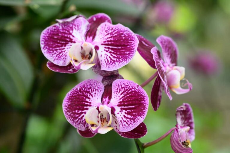 Orchidea Phalaenopsis: 5 trucchi per aiutarla a superare l’inverno Come curare l'Orchidea Phalaenopsis in inverno: ecco 5 trucchi
