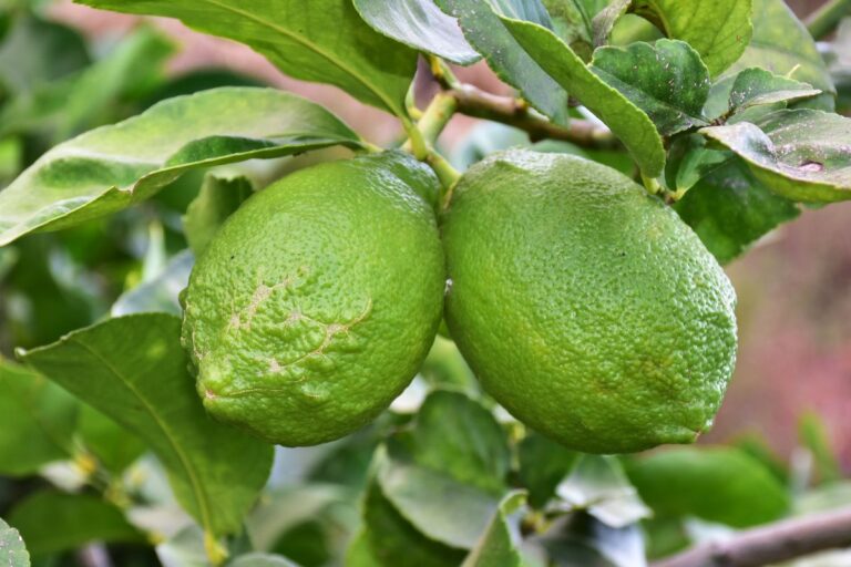 Perché i limoni restano verdi? Scopri le cause e come farli maturare Cause e soluzioni per i limoni verdi