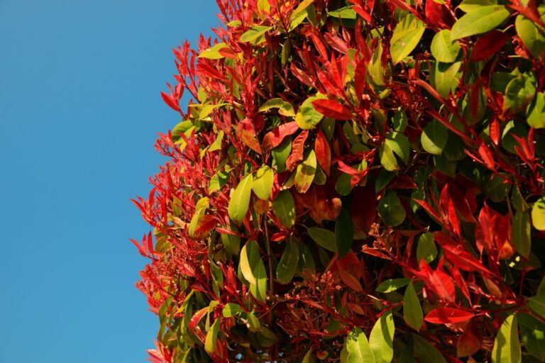 Photinia in vaso: il segreto per un terrazzo elegante e colorato Scegliere la photinia