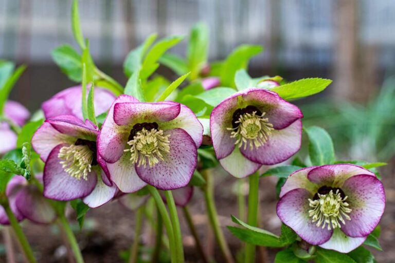 Elleboro o Rosa di Natale: cura e coltivazione di un fiore invernale straordinario Ecco come curare il meraviglioso Elleboro o Rosa di Natale