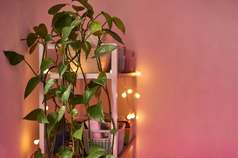 Pothos in casa: 7 idee per decorare e purificare l'ambiente come usare il Pothos per decorare casa