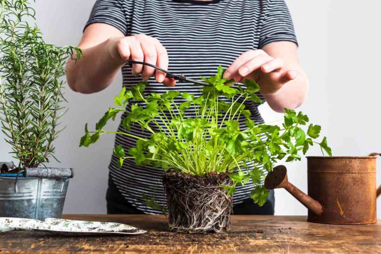 Ottobre: le 5 erbe aromatiche da potare subito Erbe aromatiche da potare in ottobre