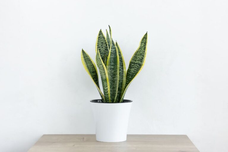 Sansevieria in difficoltà dopo l’estate? Ecco come farla fiorire in autunno Curare una Sansevieria