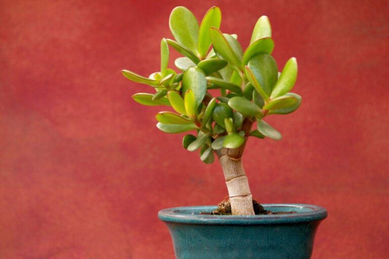 Segni che il tuo albero di giada sta invecchiando: scopri cosa fare come capire se l'albero di giada sta invecchiando