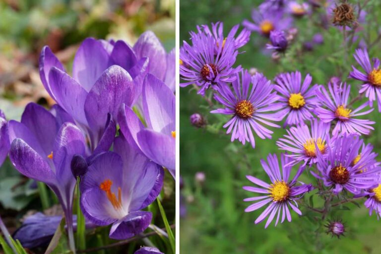Piante autunnali da scoprire: le migliori fioriture di ottobre per casa e giardino piante che fioriscono in autunno