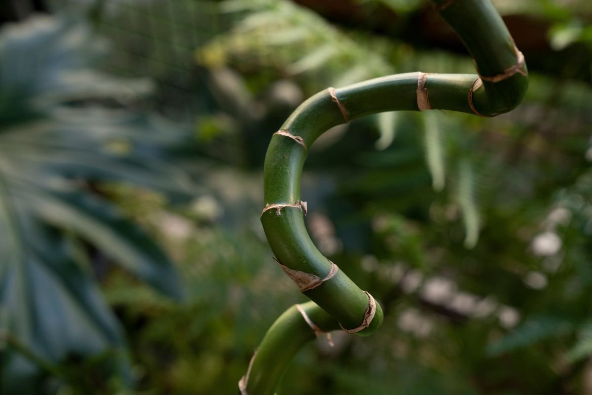 come curare bambù della fortuna