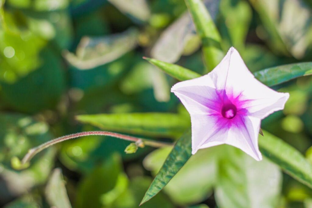 cosa sapere sull'Ipomea batatas