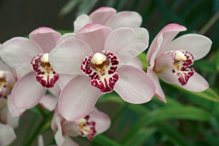 Vuoi un'orchidea in fiore tutto l'anno? Prova questo semplice trucco trucco per avere orchidea sempre in fiore