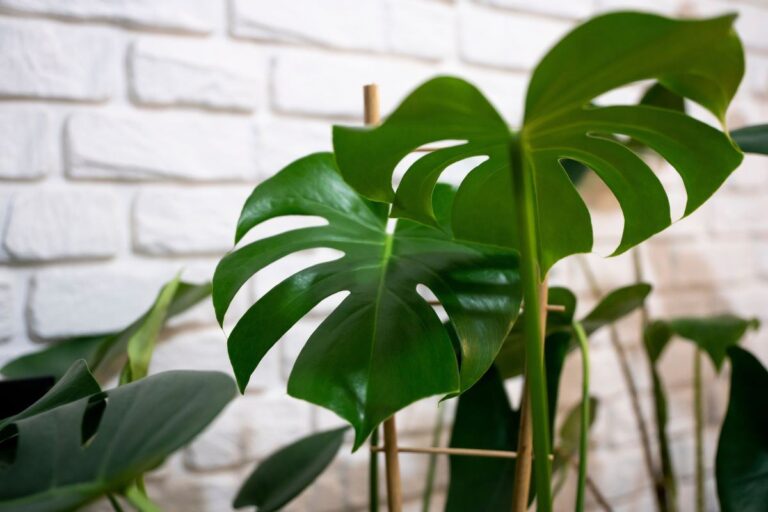 Annaffiare la Monstera: la guida definitiva per non sbagliare La guida per annaffiare la Monstera
