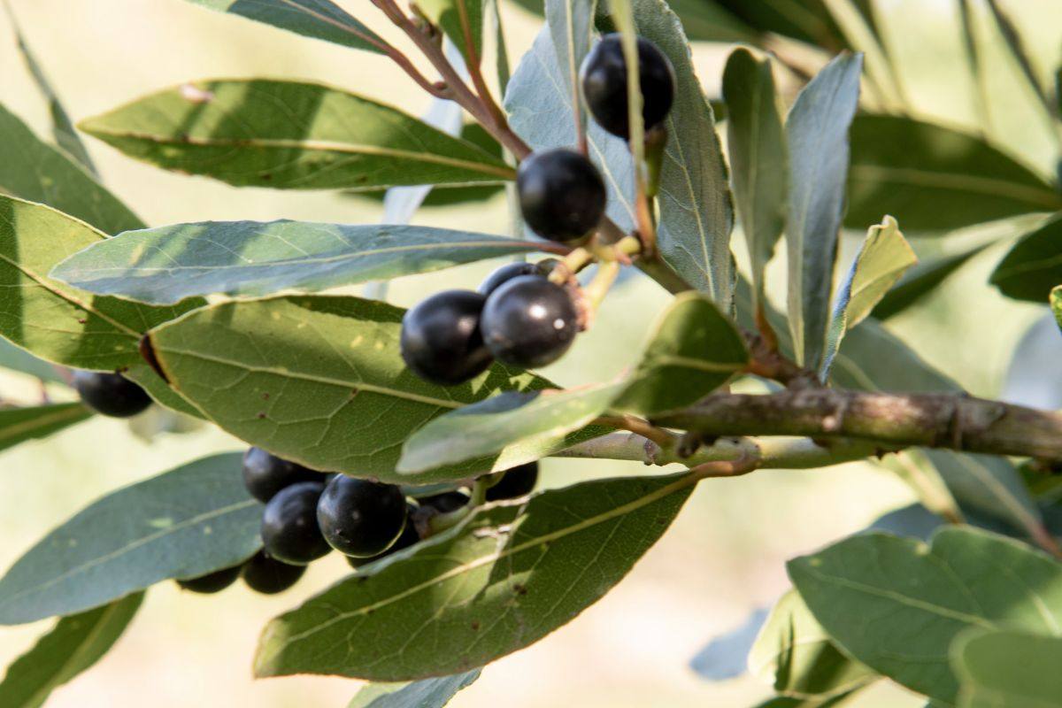 come curare foglie alloro