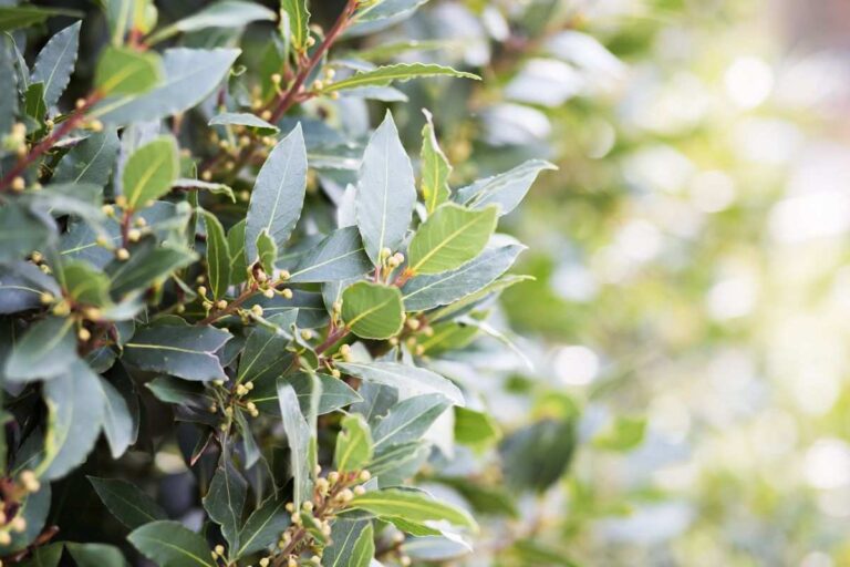 Perché le foglie del tuo alloro ingialliscono? Ecco come risolvere cause foglie alloro gialle