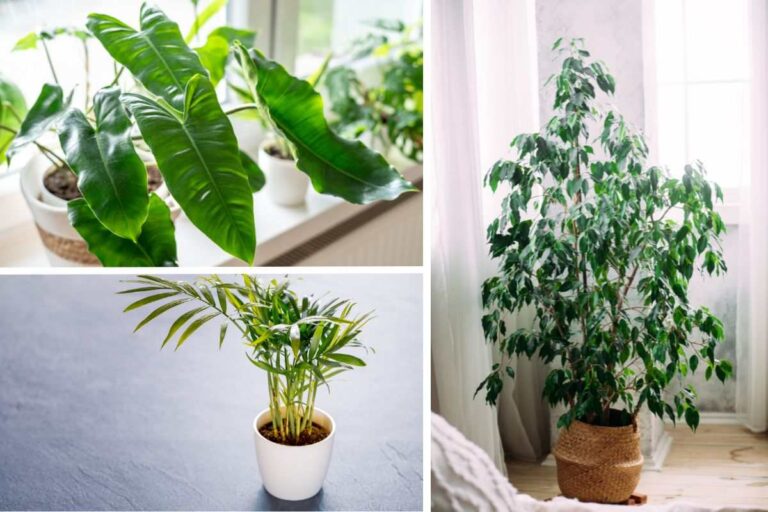 Verde autunnale: 10 piante anti-smog per rinfrescare la tua casa quali piante anti-smog scegliere