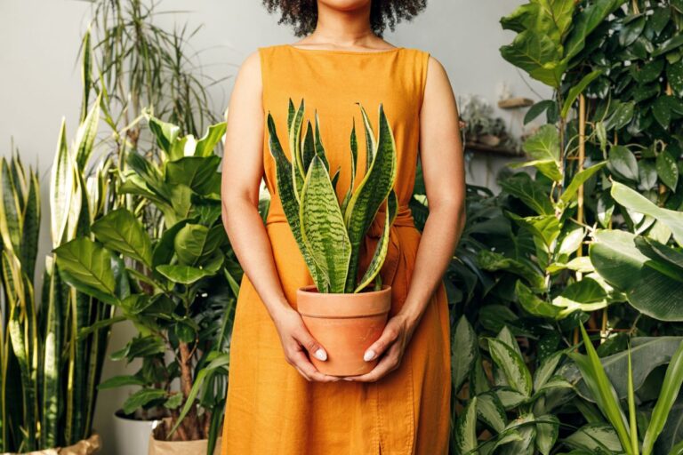 Cinque piante perfette per abbellire gli interni in autunno: ispirati cinque piante da interno