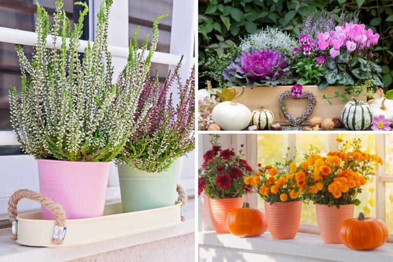 Rendi unico il tuo balcone in autunno con queste 6 piante colorate 6 piante per abbellire il balcone in autunno