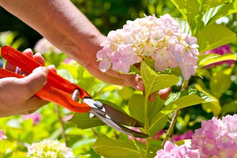 Potatura dei gerani: come e quando farla per ottenere fiori magnifici qual è il momento migliore per potare i gerani
