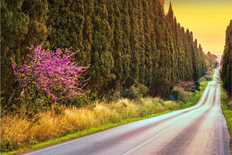 Viale dei Cipressi