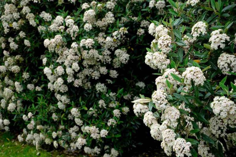 Perché il Viburno è la Scelta Perfetta per il Tuo Giardino Autunnale? Viburno è la Scelta Perfetta