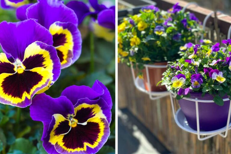 I segreti della viola invernale: il fiore perfetto per affrontare il freddo con colore Come curare la viola del pensiero invernale