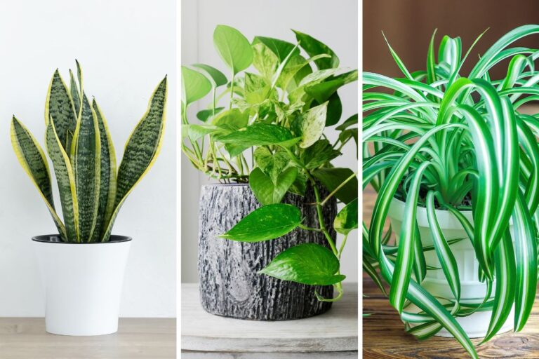 Migliora la qualità dell’aria in casa con queste 3 piante depurative piante per depurare l’aria in casa
