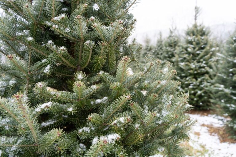 Alberelli di Natale da esterno: le conifere che incantano con colori e profumi Alberelli di Natale