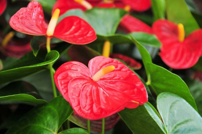 Perché il tuo Anthurium ha le foglie gialle? Cause e rimedi Ecco perchè l'Anthurium ha le foglie gialle