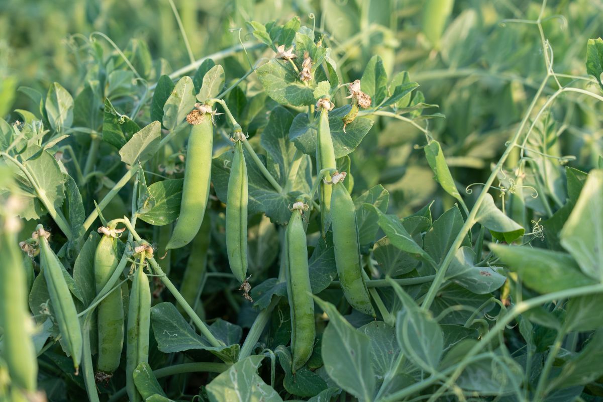 Come seminare i piselli