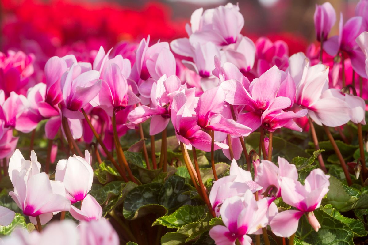 Fiori di ciclamino tutto l’inverno