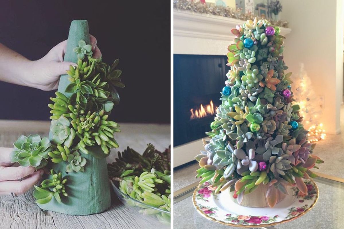 piantine grasse per fare albero di natale