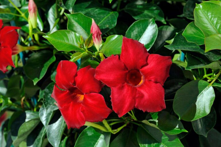 Prepara la tua Dipladenia per l’inverno: le mosse da fare ora Preparare la Dipladenia per l’inverno