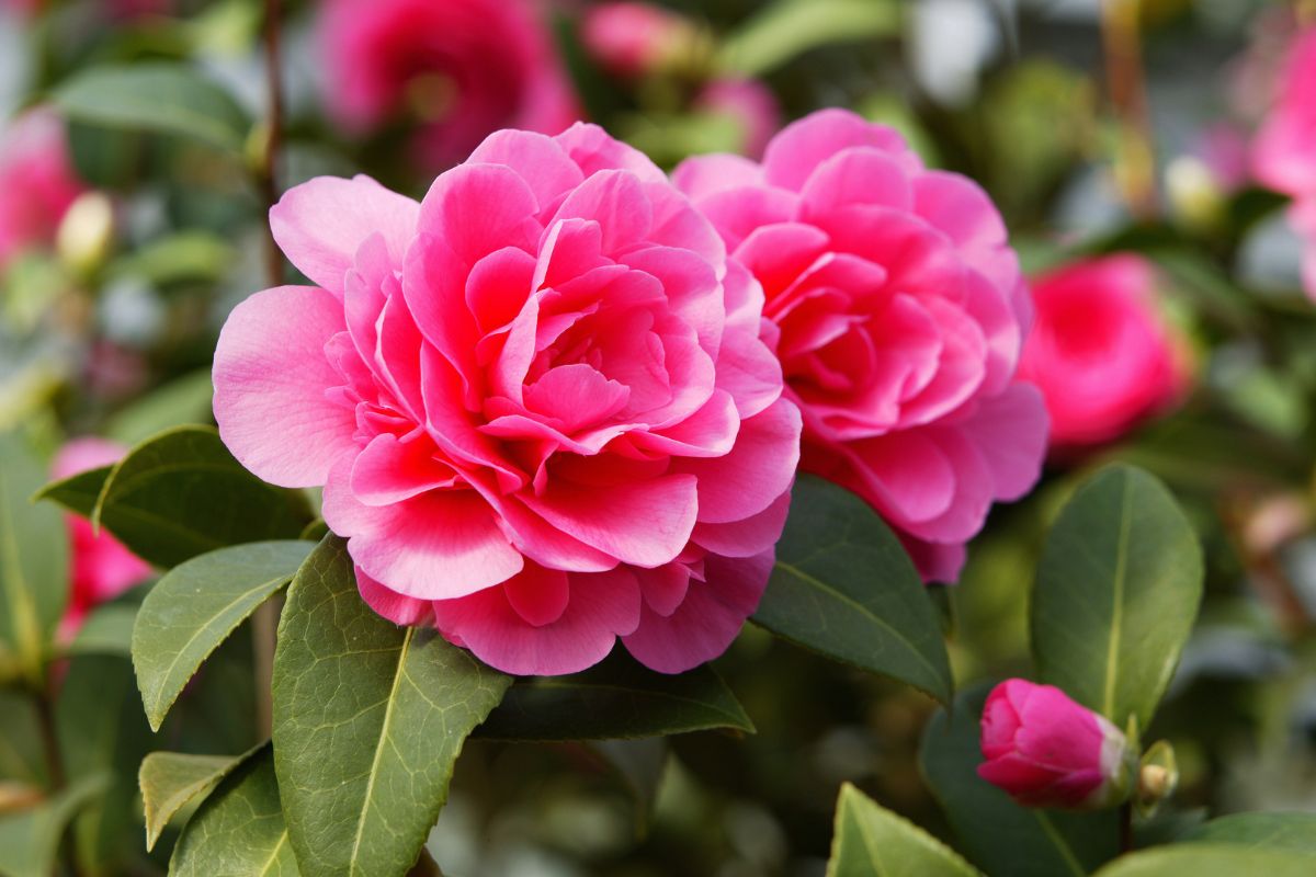 Come concimare le Camelie in vaso e in giardino