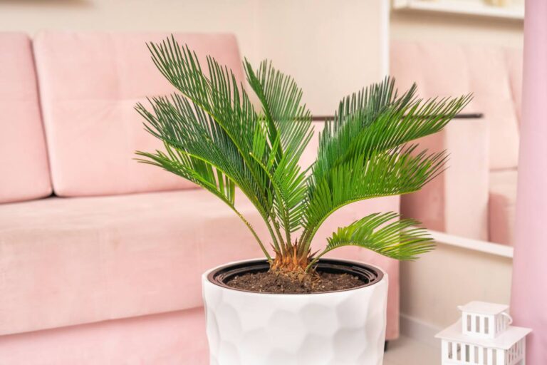 Non acquistare altre cycas: ecco come avere nuove piante da quelle che hai Come evitare di comprare altre cycas