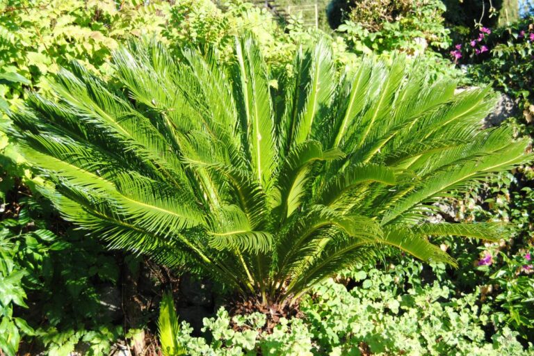 Cycas: come e quando potare per evitare errori e favorire la crescita Come e quando potare la Cycas