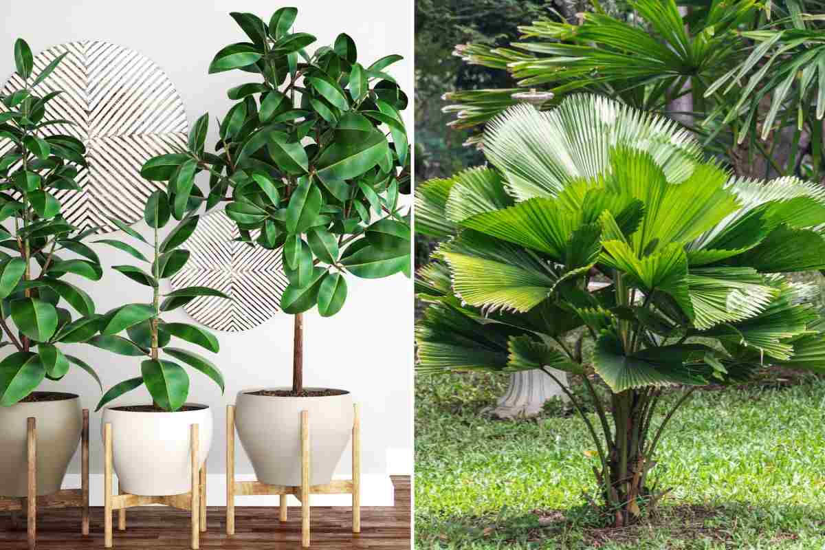 perché scegliere piante dalle foglie grandi