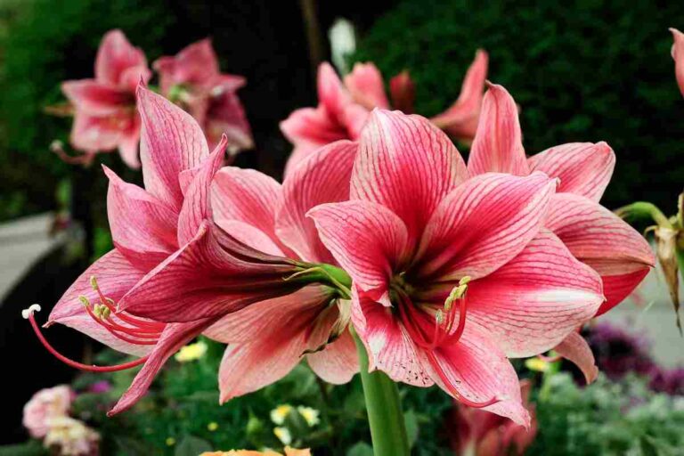 Coltivare Amaryllis in acqua: come creare un vaso trasparente di grande impatto Un vaso trasparente di forte impatto per gli Amaryllis