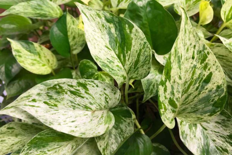 Pothos con muffa nel terriccio? Ecco cosa fare subito e come prevenire Muffa nel terriccio del pothos: ecco come fare per prevenirla